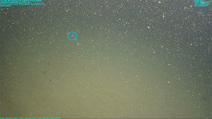 Image captured from a video camera mounted on underwater remotely operated vehicle Ventana on dive number 3864. The original MBARI video tape number is V3864-03HD. This image is from timecode 01:43:35:01 and time Tue Sep 15 16:52:11 2015 GMT. The recorded raw location and environmental measurements at time of capture are Lat= 36.789242 Lon= -121.898760 Depth= 400.95 m Temp= 7.086 C Sal= 34.159 PSU Oxy= 0.983 ml/l Xmiss= 81.67%. The Video Annotation and Reference system concept: associations for this image is 'physical object'.